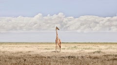 David Burdeny - Tête dans les nuages, Amboseli, Kenya, 2018, Imprimé d'après