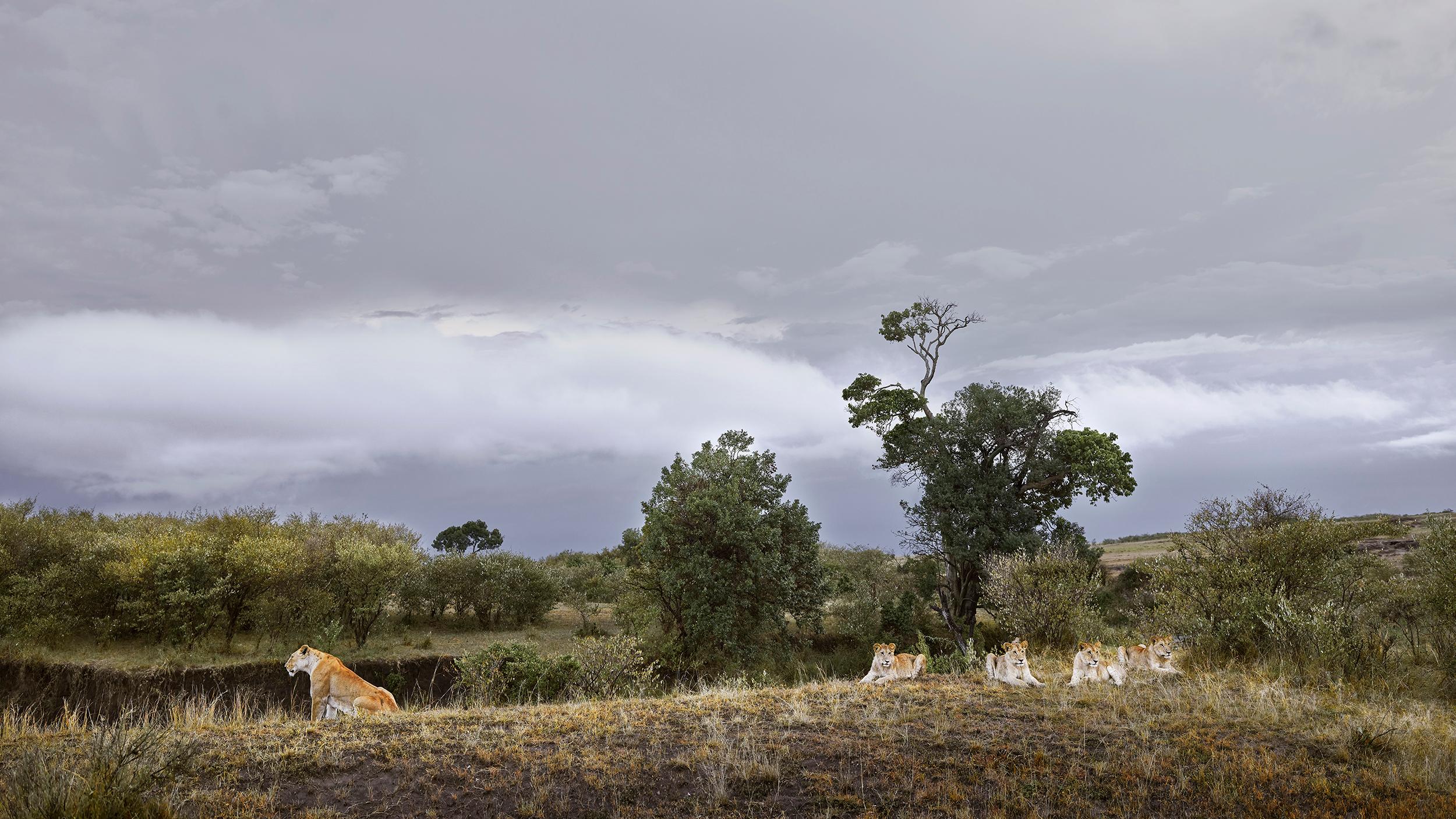 David Burdeny-Lioness and Four Cubs Rivers Edge Maasai Mara, 2018, Printed After