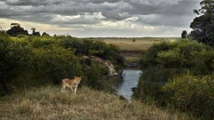 David Burdeny - One Eyed Lion, Maasai Mara, Kenia, 2018, Bedruckt nach