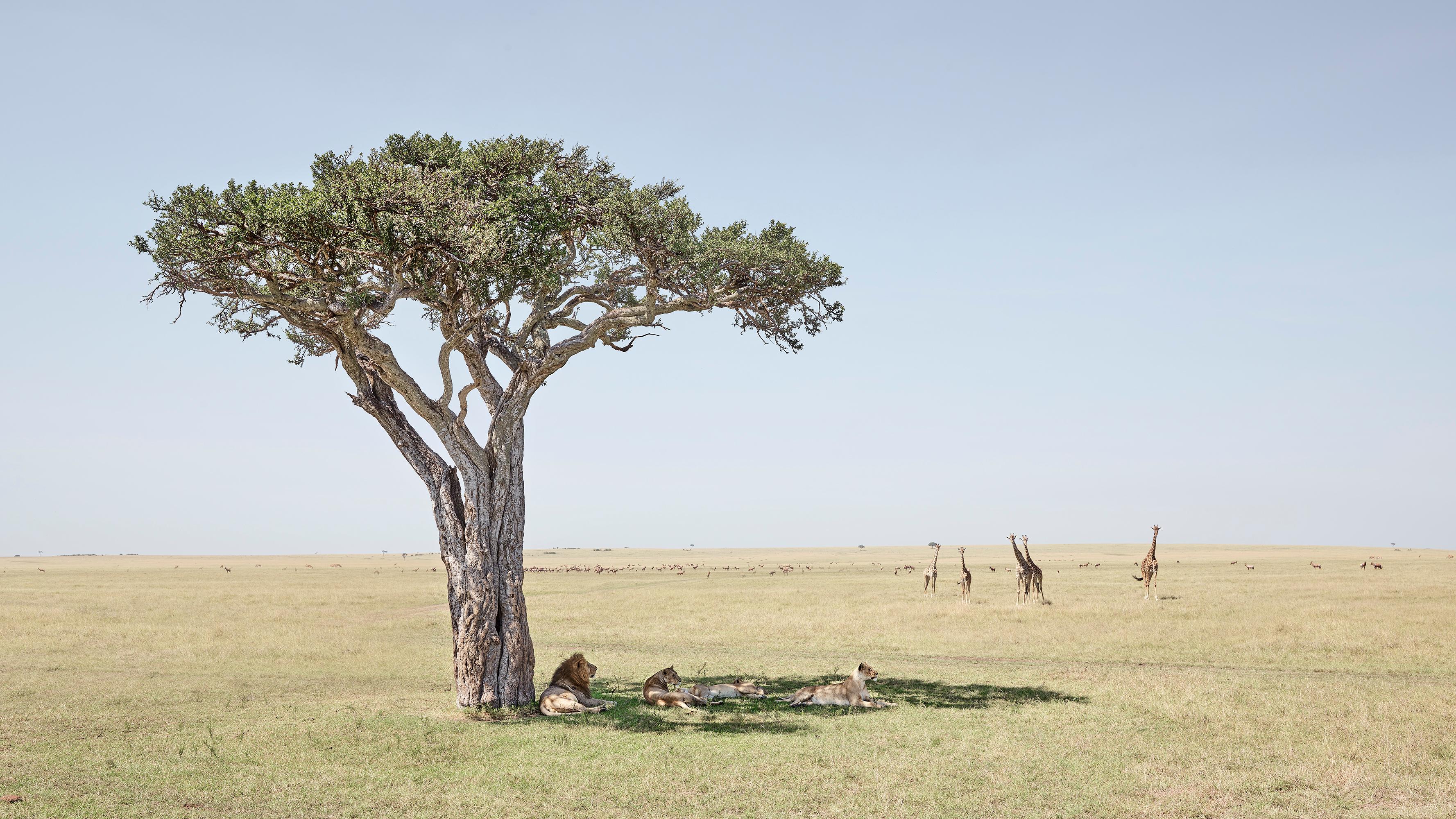 All available sizes & editions for each size of this photograph:
27” x 48" Edition of 7
37” x 66" Edition of 10
48” x 85” Edition of 5

This project Before Ever After was less about documenting the dwindling species than it was an effort re-present