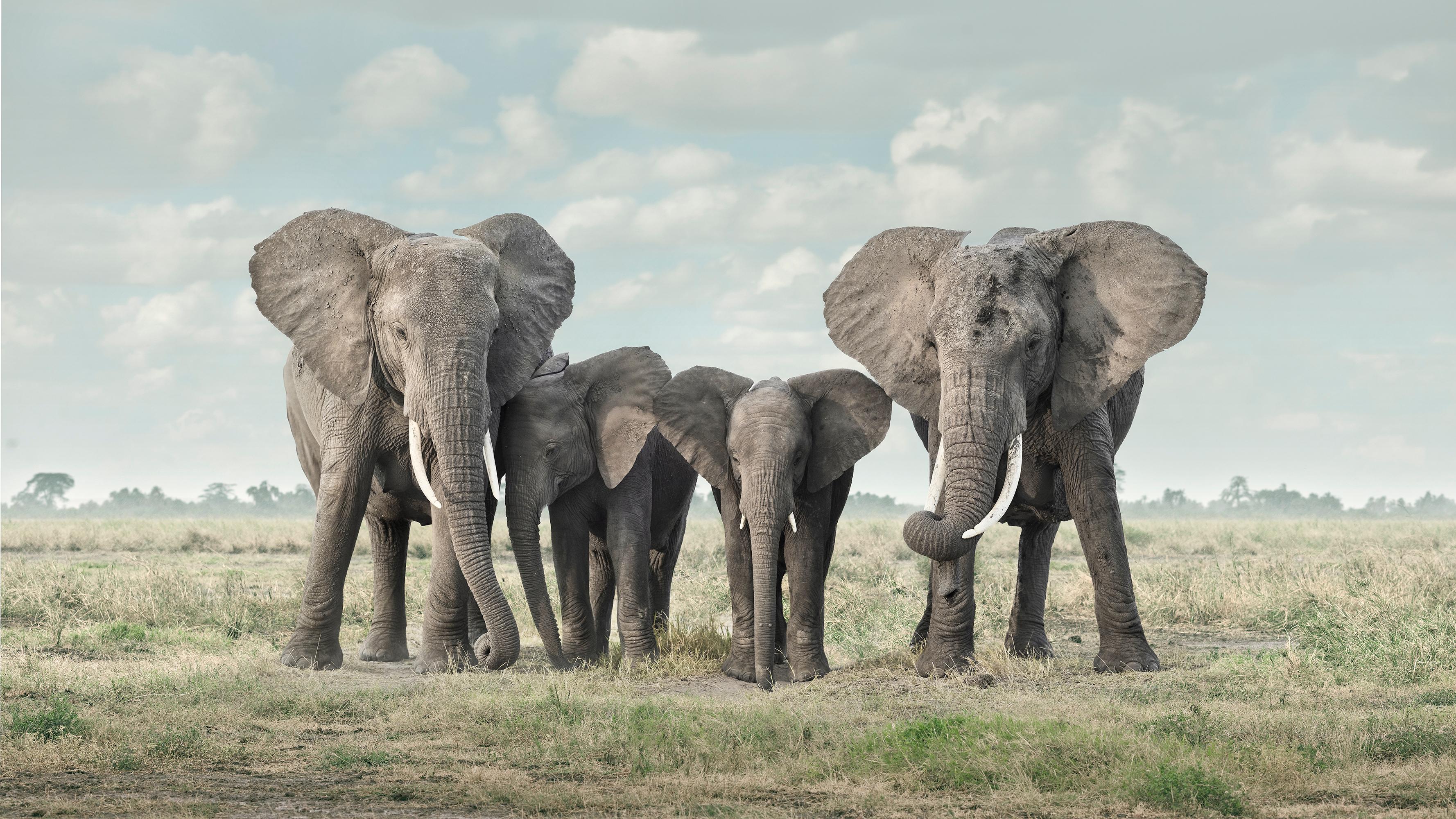 David Burdeny - Solace, Amboseli, Kenya, Photography 2018, Printed After