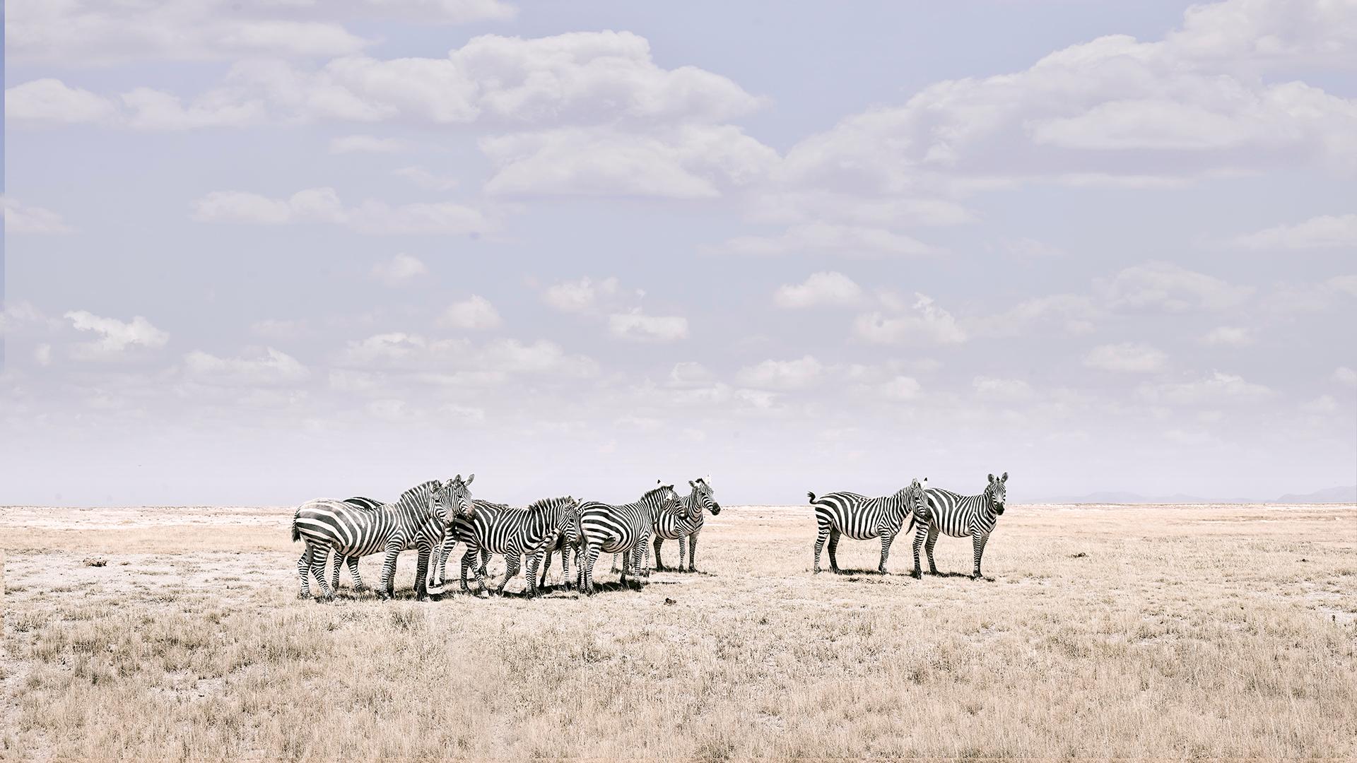 David Burdeny - Zebra Plains, Maasai Mara, Kenya, 2018, imprimé d'après