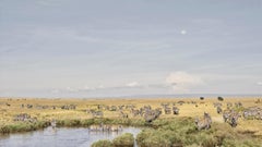 David Burdeny - Zebras at Watering Hole, Maasai Mara, Kenya, 2018, imprimé d'après