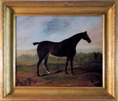 A dark brown thoroughbred Horse standing in an extensive English landscape