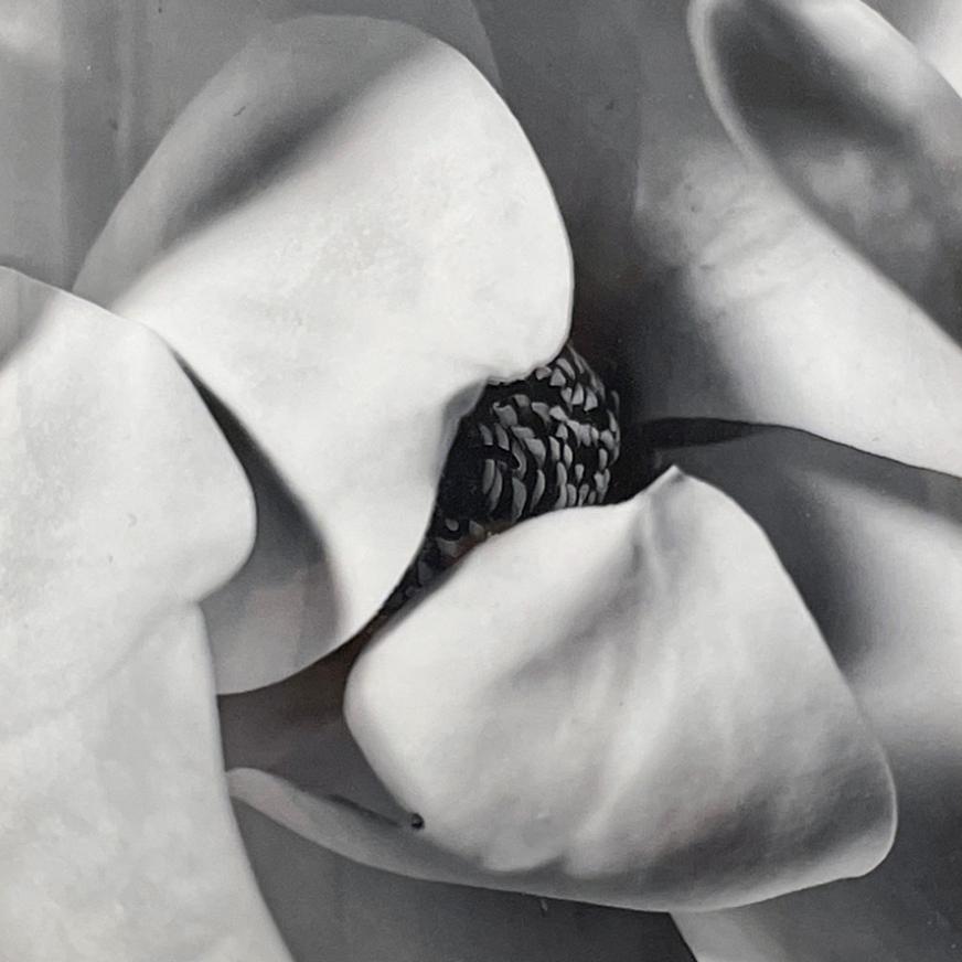 Magnolia I y II (Pareja de fotografías florales en blanco y negro en marcos de época) - Photograph de David Dew Bruner