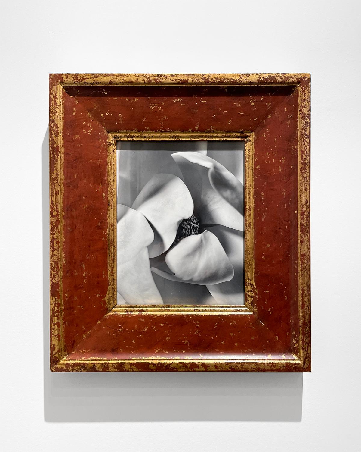 Magnolia I y II (Pareja de fotografías florales en blanco y negro en marcos de época) - Still-Life Photograph Gris de David Dew Bruner