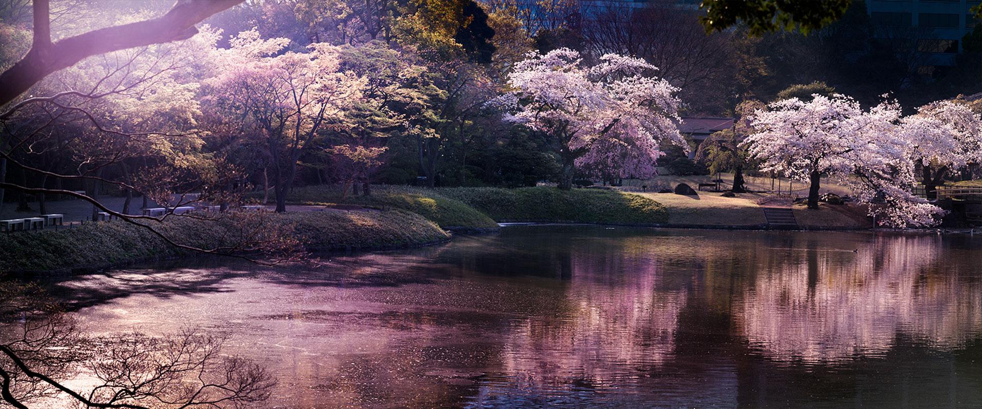 David Drebin Figurative Photograph – Blossom, Tokio