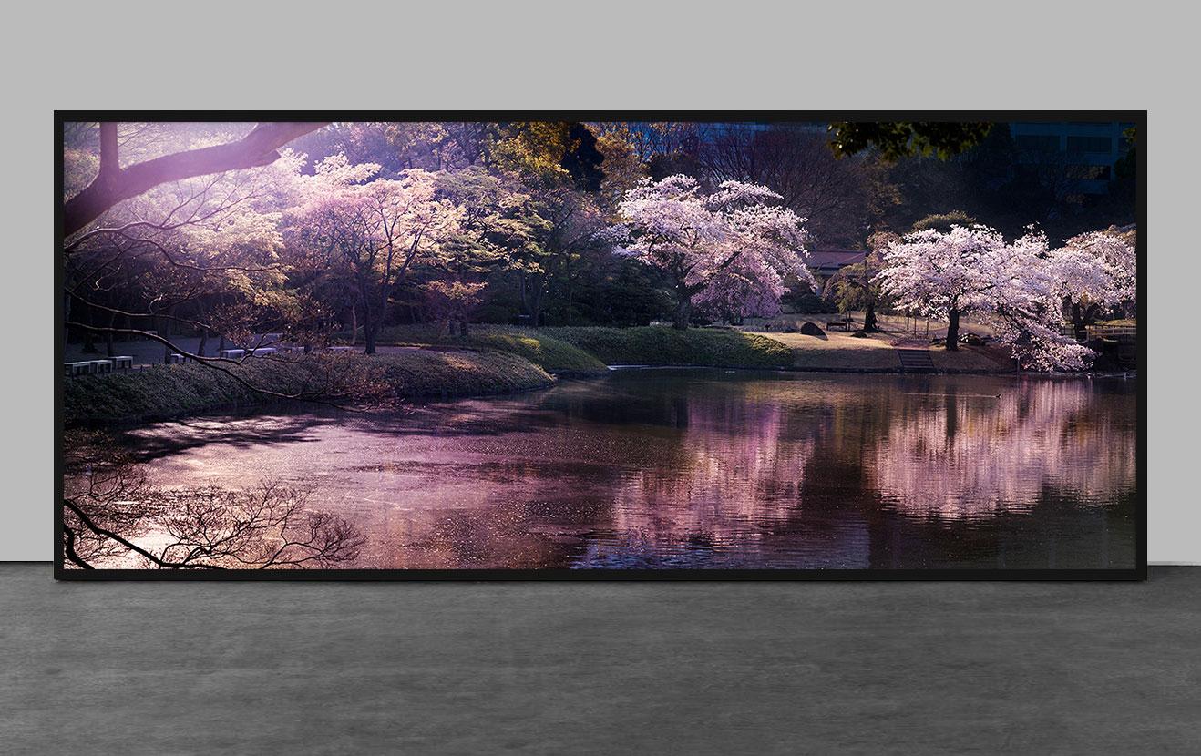 Blossom, Tokyo - Photograph by David Drebin