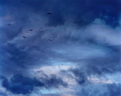 David Drebin - Pájaros, Fotografía 2006, Impreso después de