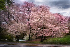 David Drebin – Rosa Parkway, Fotografie 2013, Nachdruck