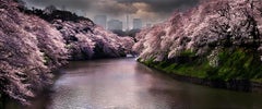 David Drebin - Primavera Rosa, Fotografía 2015, Impresión posterior