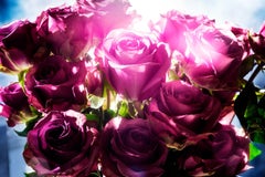 David Drebin - Spotting Rose, Fotografia 2014, Stampato Dopo