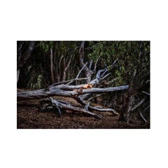 Into the Wild by David Drebin, Limited Edition Fine Art Photograph Framed