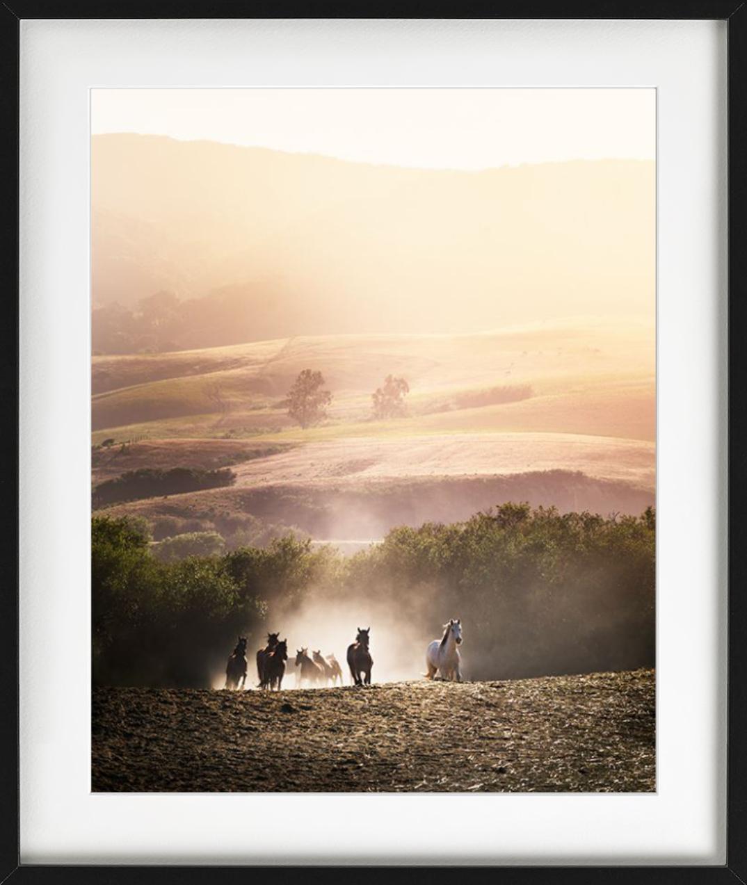 Des chevaux sauvages courant à travers des collines ondulantes, illuminées par le lever du soleil, photographiés par David Drebin en 2014.

Tous les tirages sont en édition limitée. Disponible en plusieurs tailles. Encadrement haut de gamme sur