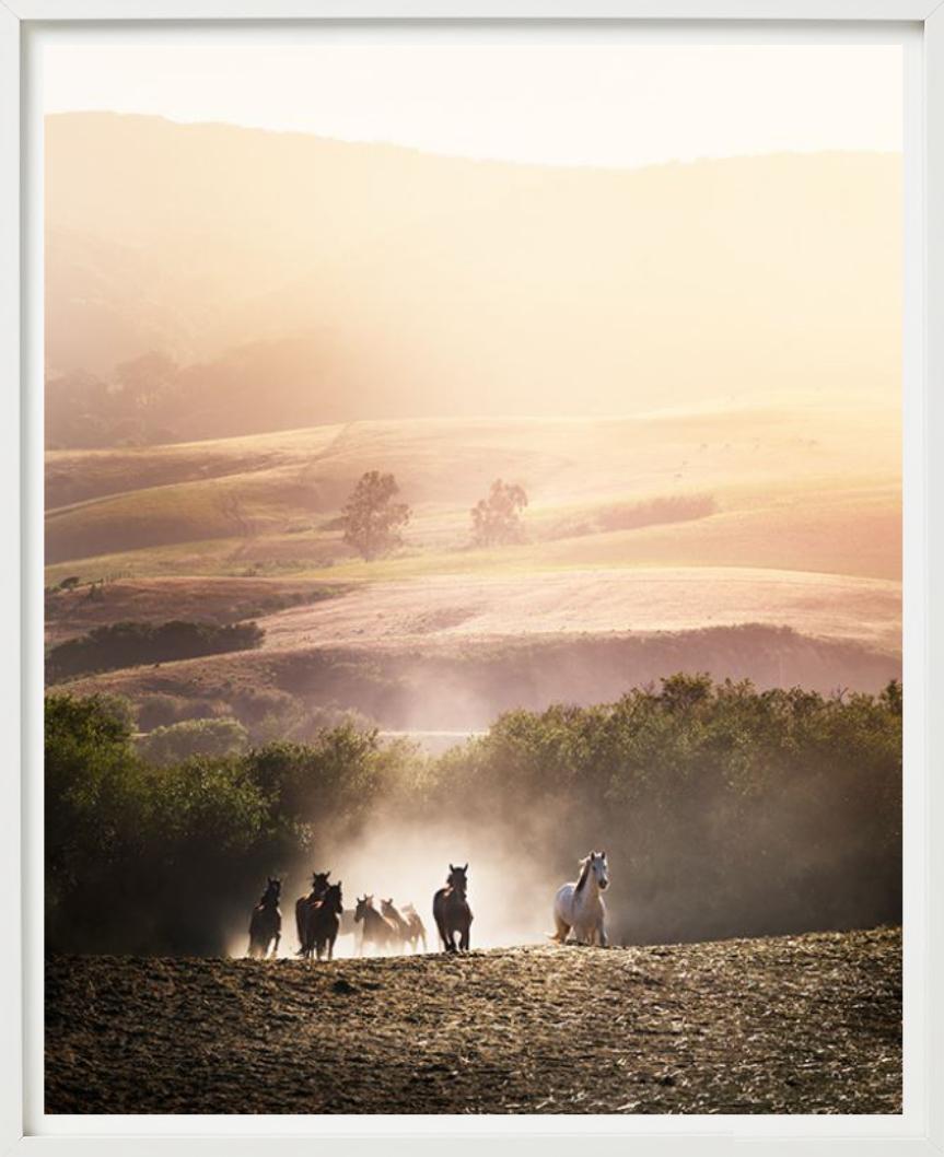 Gloire du matin - Chevaux courant dans le soleil matinal, photographie d'art, 2014. en vente 1