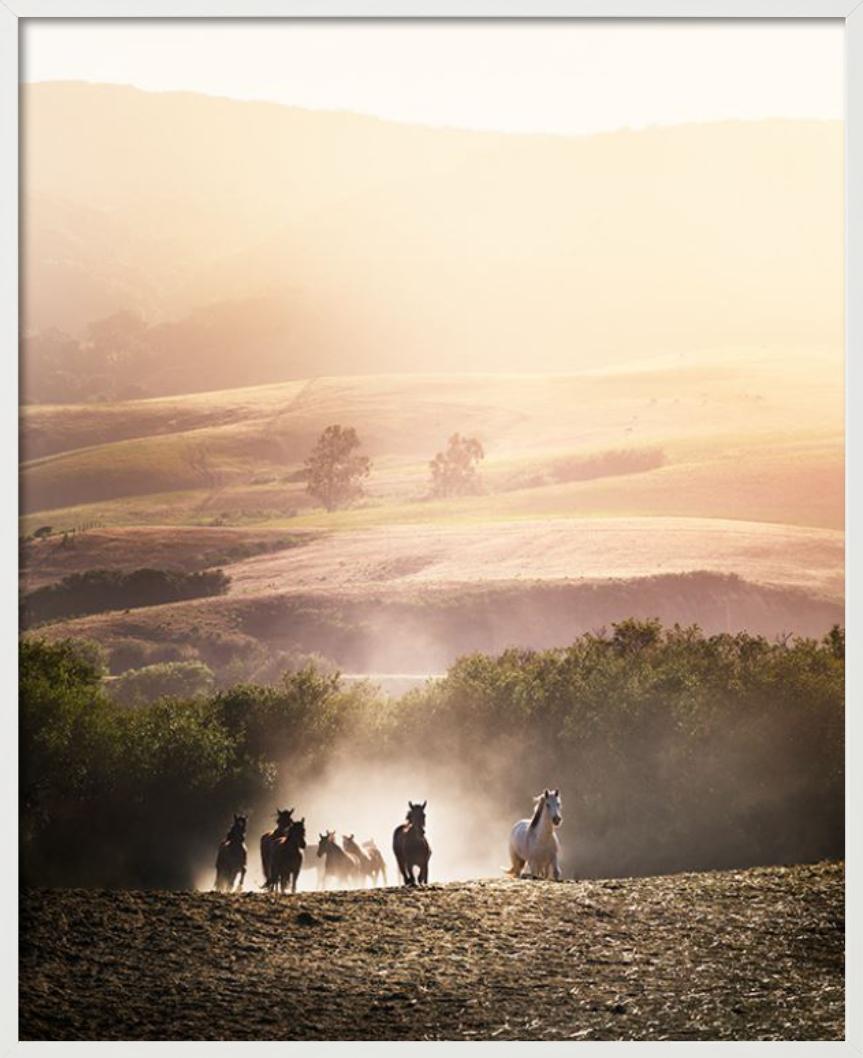 Gloire du matin - Chevaux courant dans le soleil matinal, photographie d'art, 2014. en vente 2