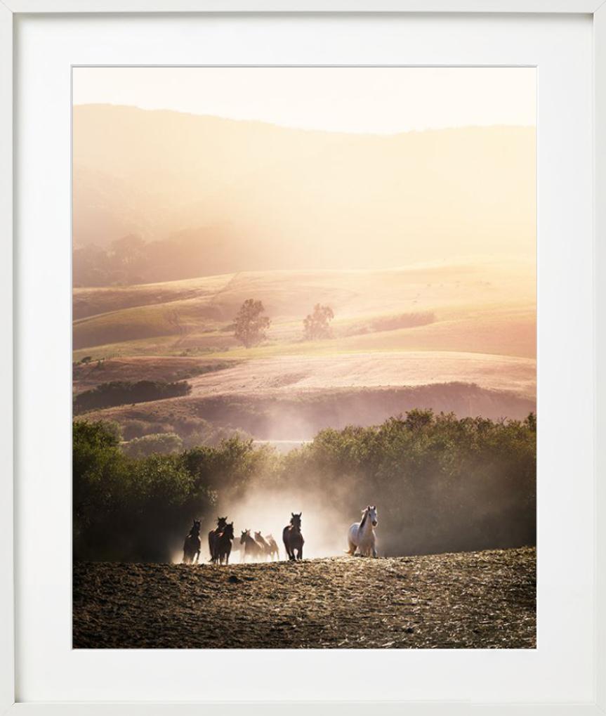 Gloire du matin - Chevaux courant dans le soleil matinal, photographie d'art, 2014. en vente 3