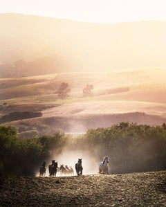 Morning Glory - Horses Running in the Morning Sun, Fine Art Photography, 2014