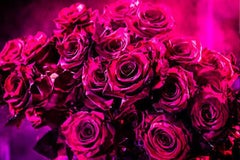 Amor Rosa