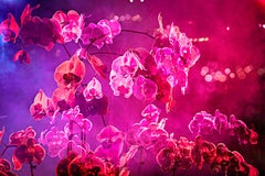 Smokey Orchids