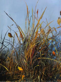 Notes on a November Pond