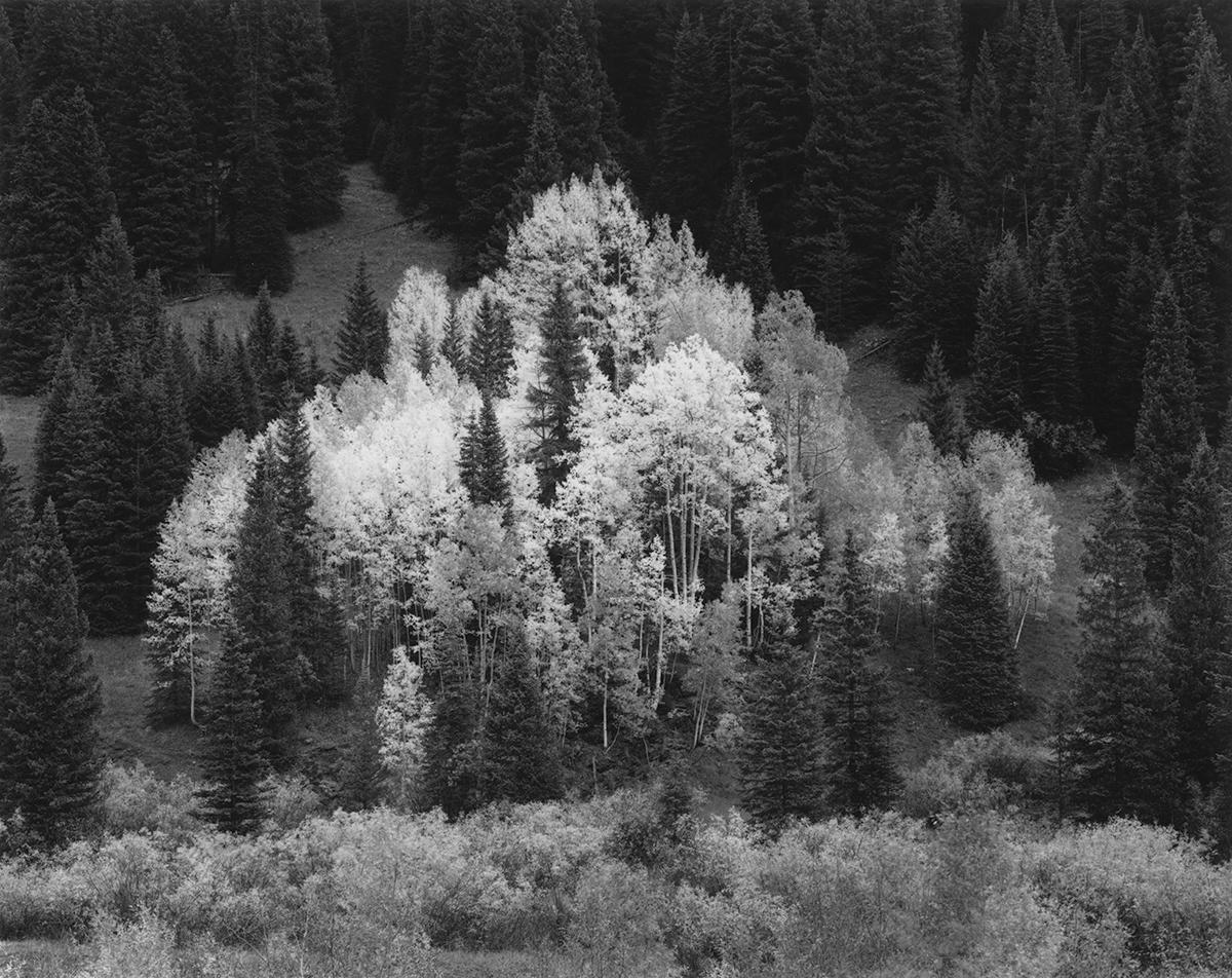 David H. Gibson Black and White Photograph - Aspen Grove, Delores River, Rico, Colorado