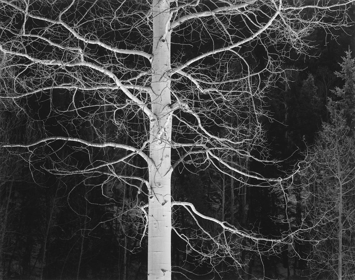 David H. Gibson Black and White Photograph – Beleuchteter Aspen, Telluride, Colorado