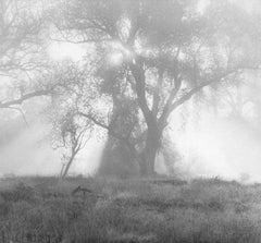 Backlighted Tree, Fort Davis, Texas