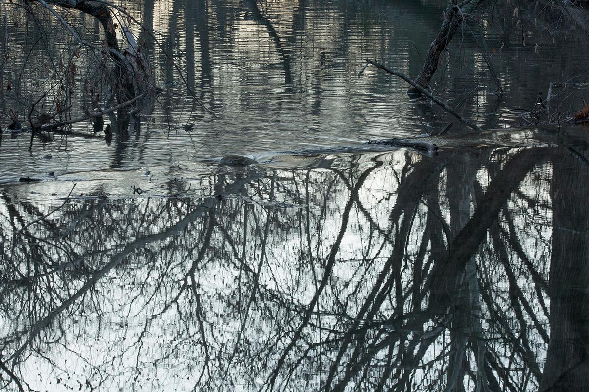 David H. Gibson Landscape Photograph - Morning Along Cypress Creek, February 2, 2013, 7:23 AM, Wimberley, Texas