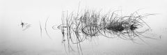 Reed Crescendo, Eagle Nest Lake, New Mexico