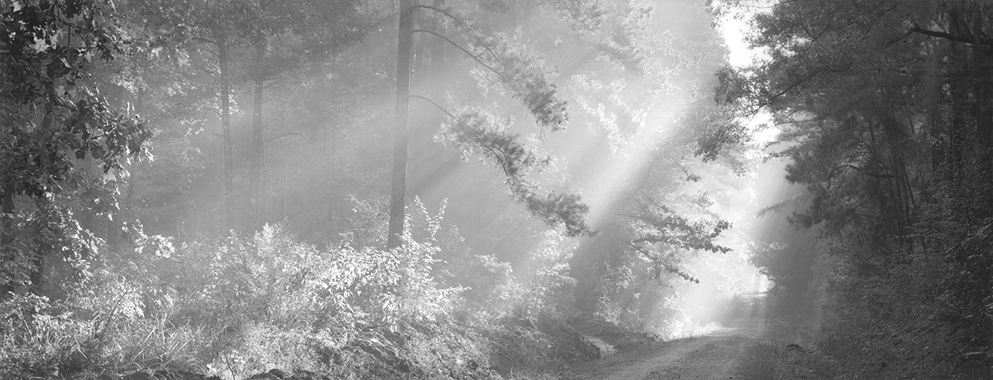 David H. Gibson Black and White Photograph - Road and Sunstreams, Angelina National Forest, Broaddus, Texas