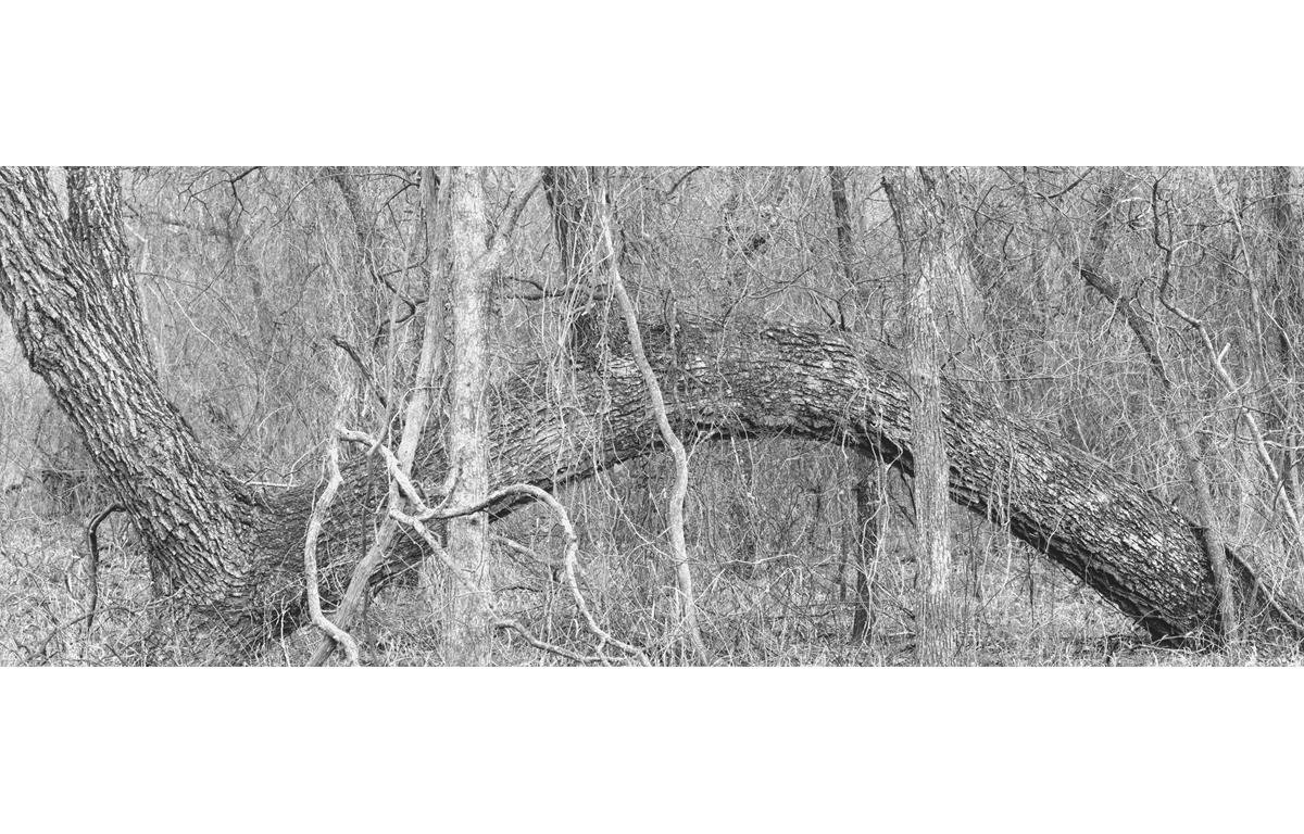 David H. Gibson Black and White Photograph - Tree, Little Wichita River Valley, Texas