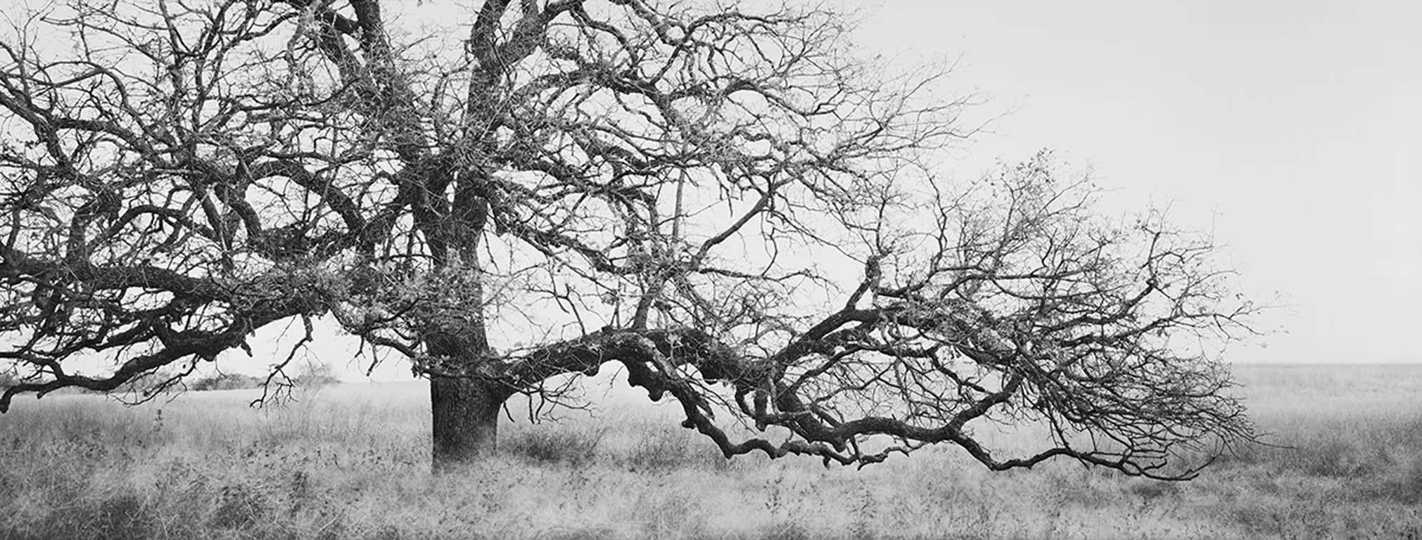 Black and White Photograph David H. Gibson - Jardinire  gazon et chne, ranch Boddy, Henrietta, Texas