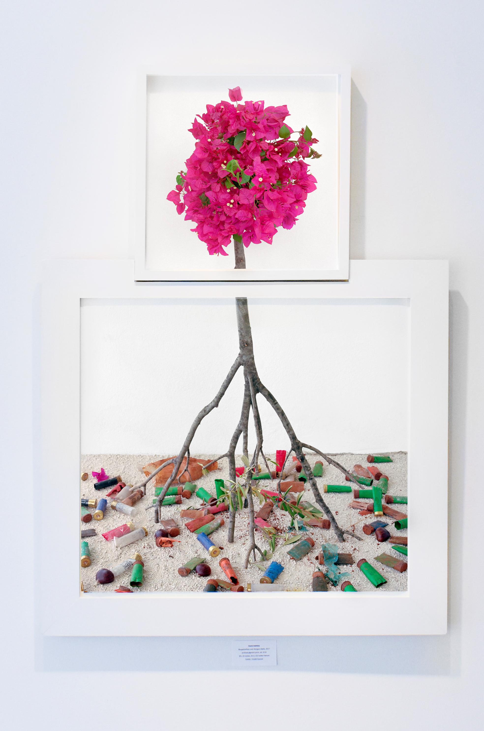 Bougainvillea & Shotgun Shells: Gerahmtes Stillleben mit rosa Blumen – Photograph von David Halliday