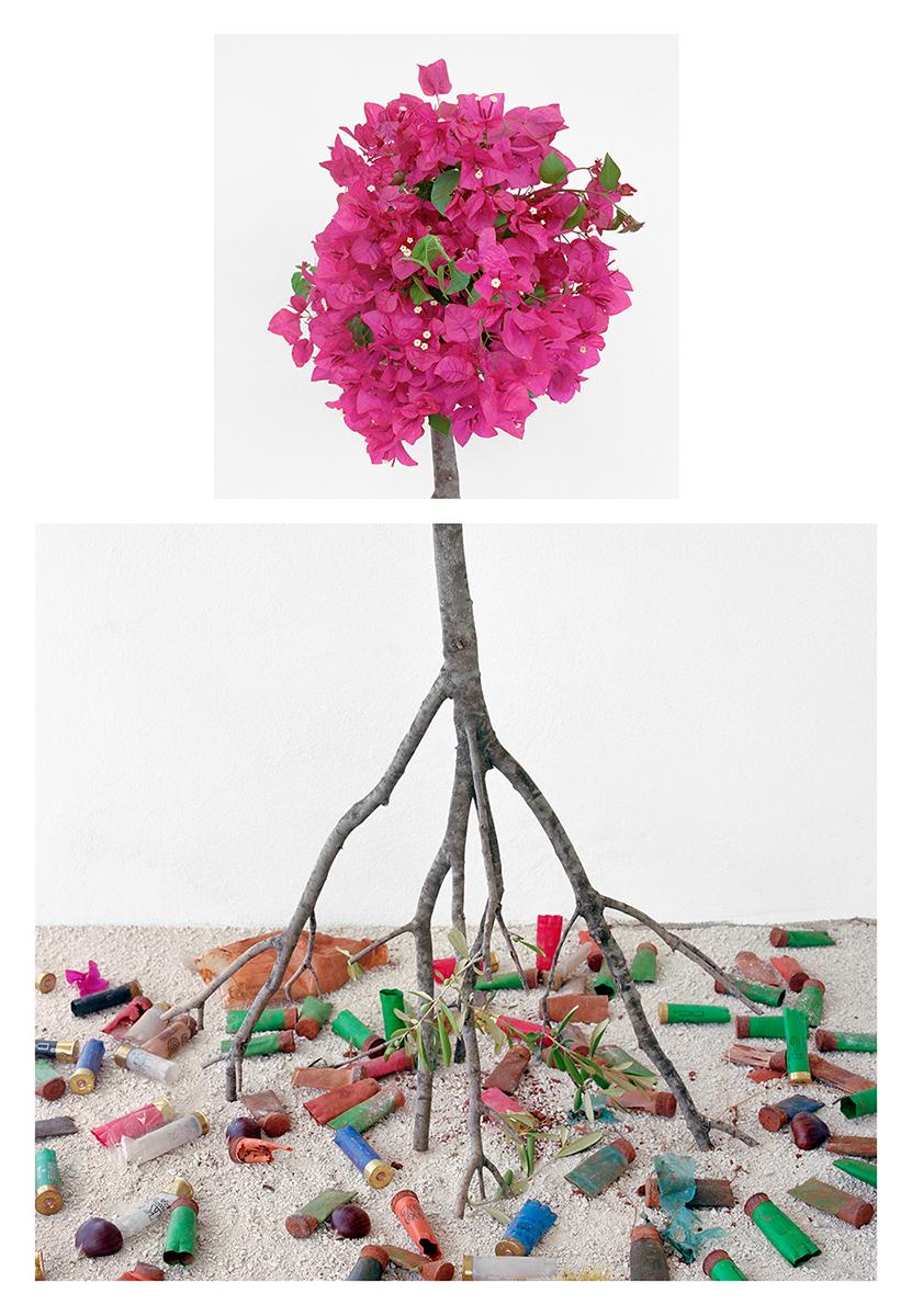 David Halliday Color Photograph – Bougainvillea & Shotgun Shells: Stillleben-Fotografie mit rosa Blumen auf Weiß