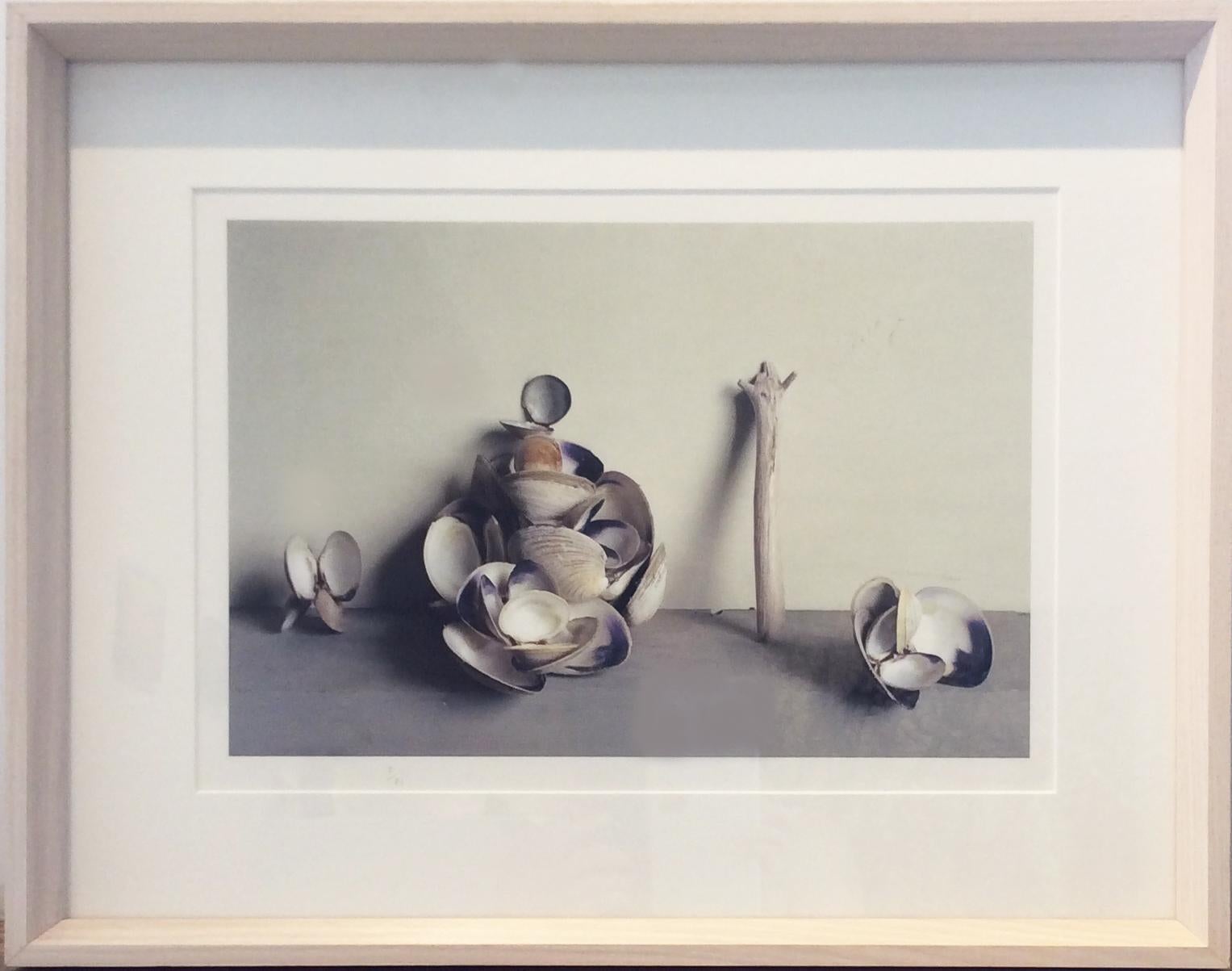Clam Shells (Framed Still Life Photograph of Blue/White Shells with Drift Wood) - Gray Color Photograph by David Halliday