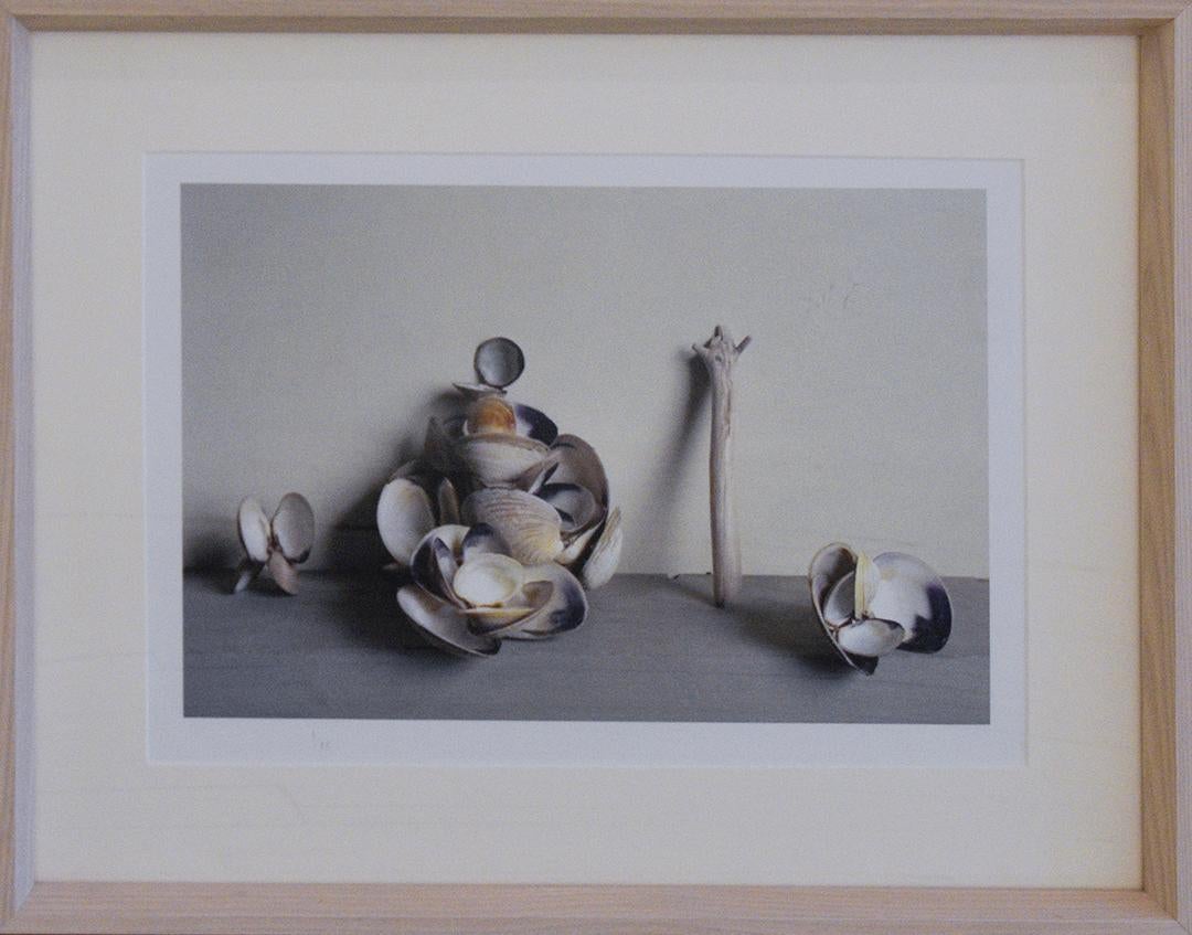 Clam Shells (Framed Still Life Photograph of Blue/White Shells with Drift Wood) For Sale 2