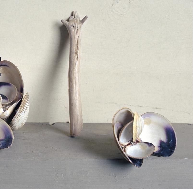 Muschelschalen (Stilllebenfotografie von lila-weißen Muscheln mit Treibholz) (Zeitgenössisch), Photograph, von David Halliday