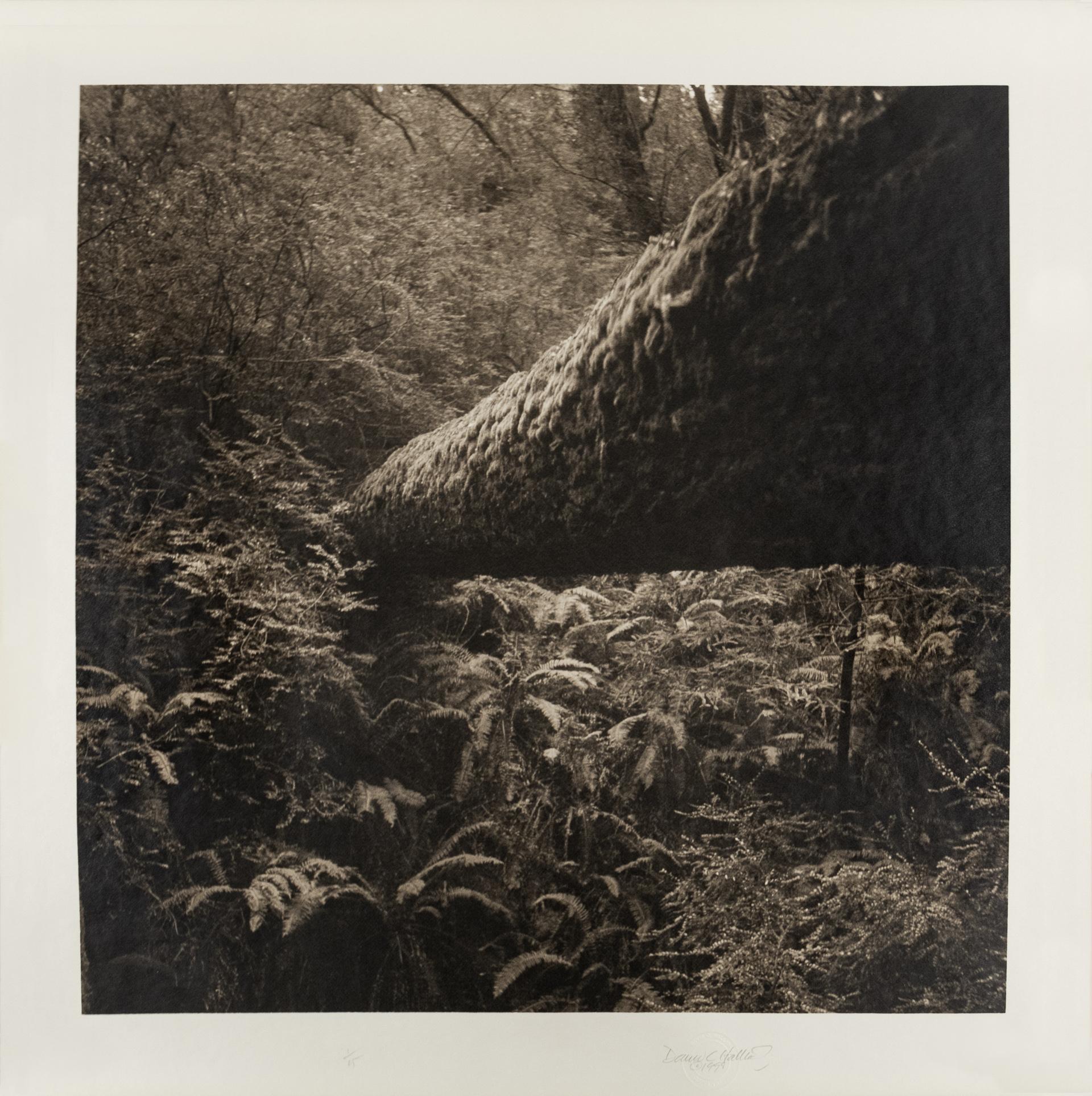 Séquoia tombé - Photograph de David Halliday