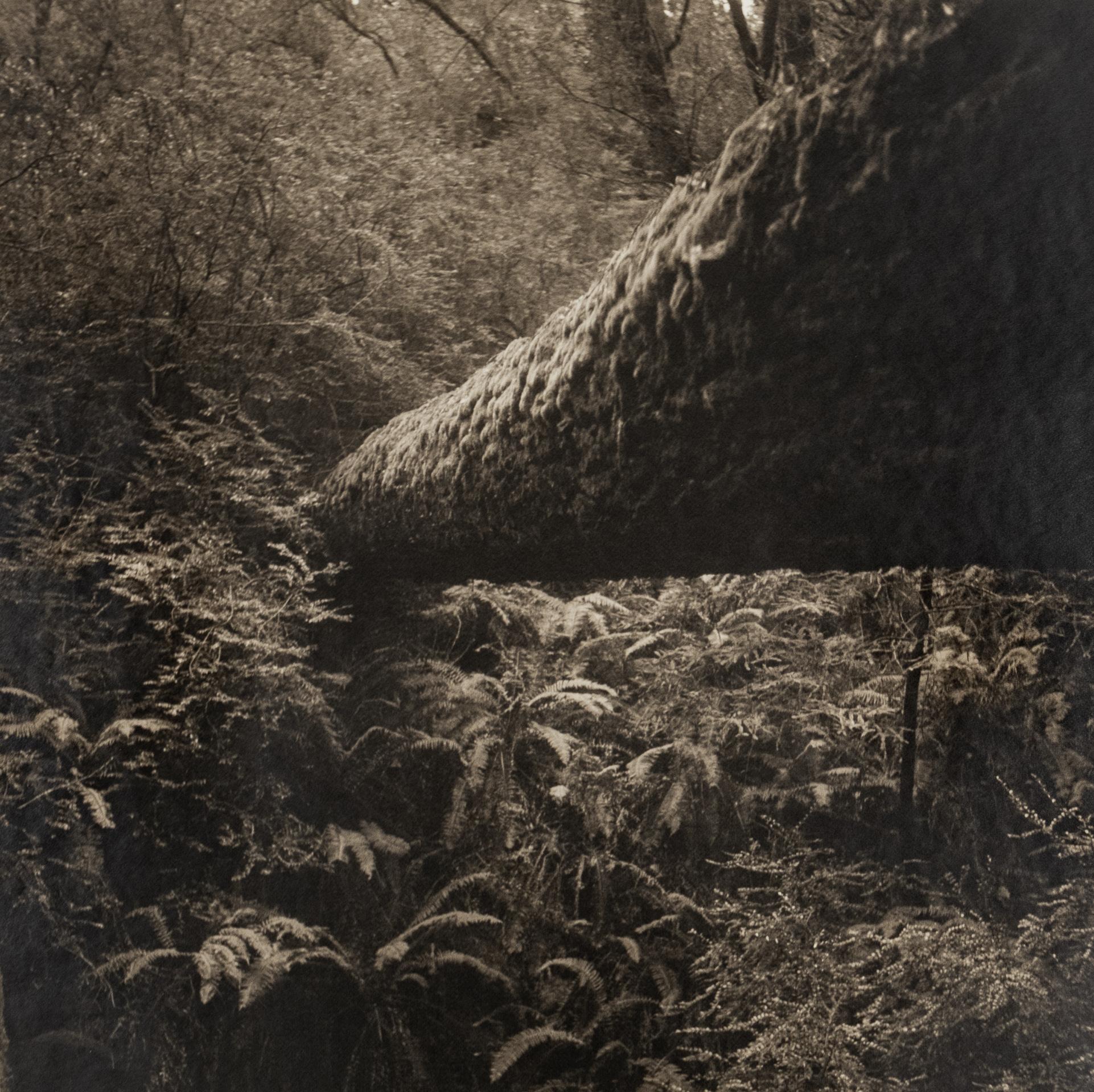 Black and White Photograph David Halliday - Séquoia tombé