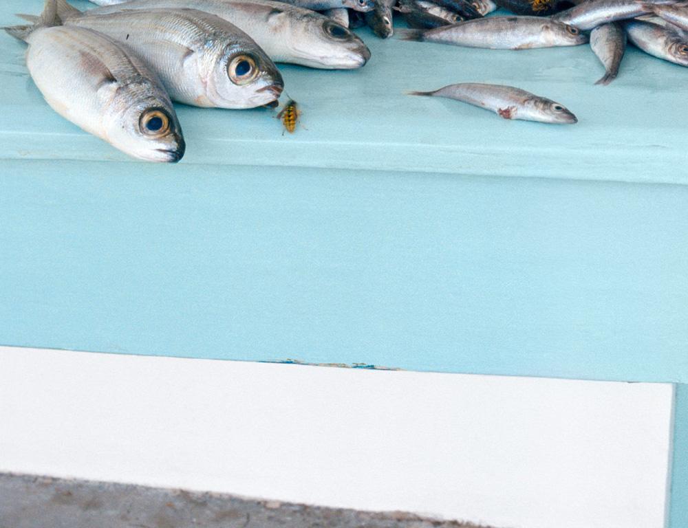 Fish on Blue (Stillleben-Fotografie eines silbernen Fisches auf einem pastellblauen Tisch) (Moderne), Photograph, von David Halliday