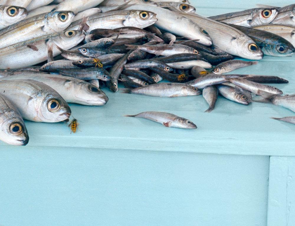 Fish on Blue (Stillleben-Fotografie eines silbernen Fisches auf einem pastellblauen Tisch) im Angebot 1