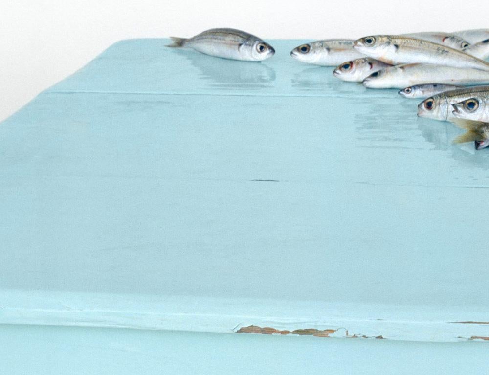 Fish on Blue (Stillleben-Fotografie eines silbernen Fisches auf einem pastellblauen Tisch) im Angebot 3