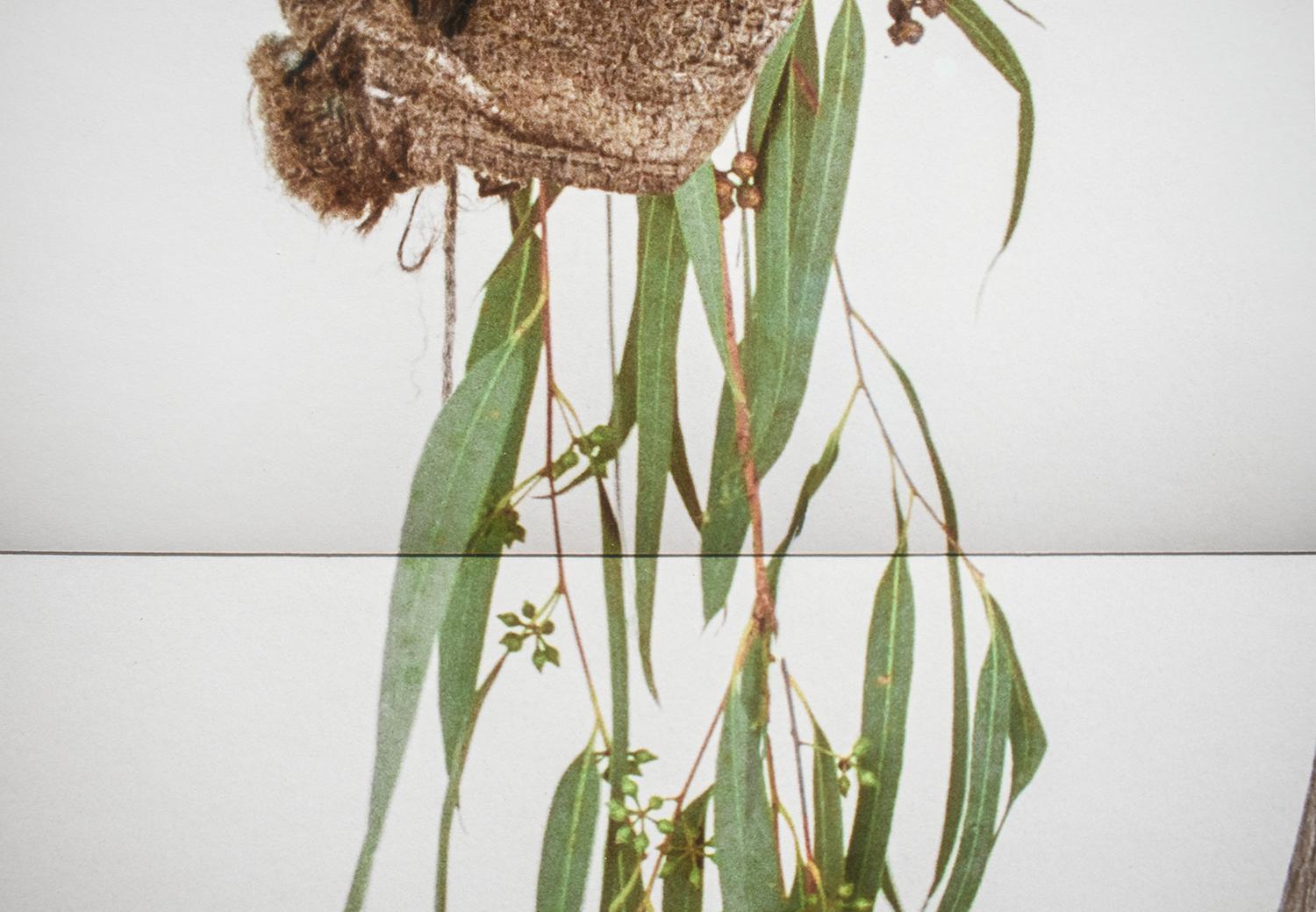 La moisson d'oliviers (photo de nature morte de branches d'arbres et d'un sac d'oliviers en toile de jute) - Contemporain Photograph par David Halliday