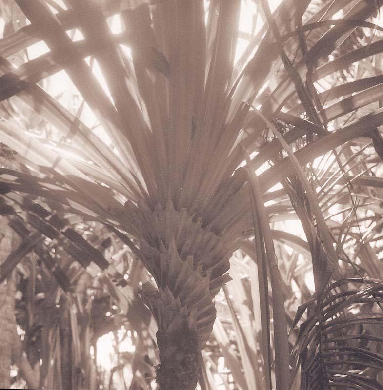 Palm (Sepia Toned Landscape of a Tree in Tonga)