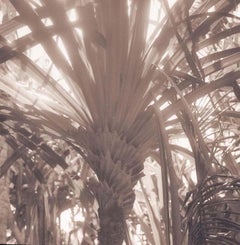 Palme ( Paysage de palmier aux tons sépia d'un arbre à Tonga)