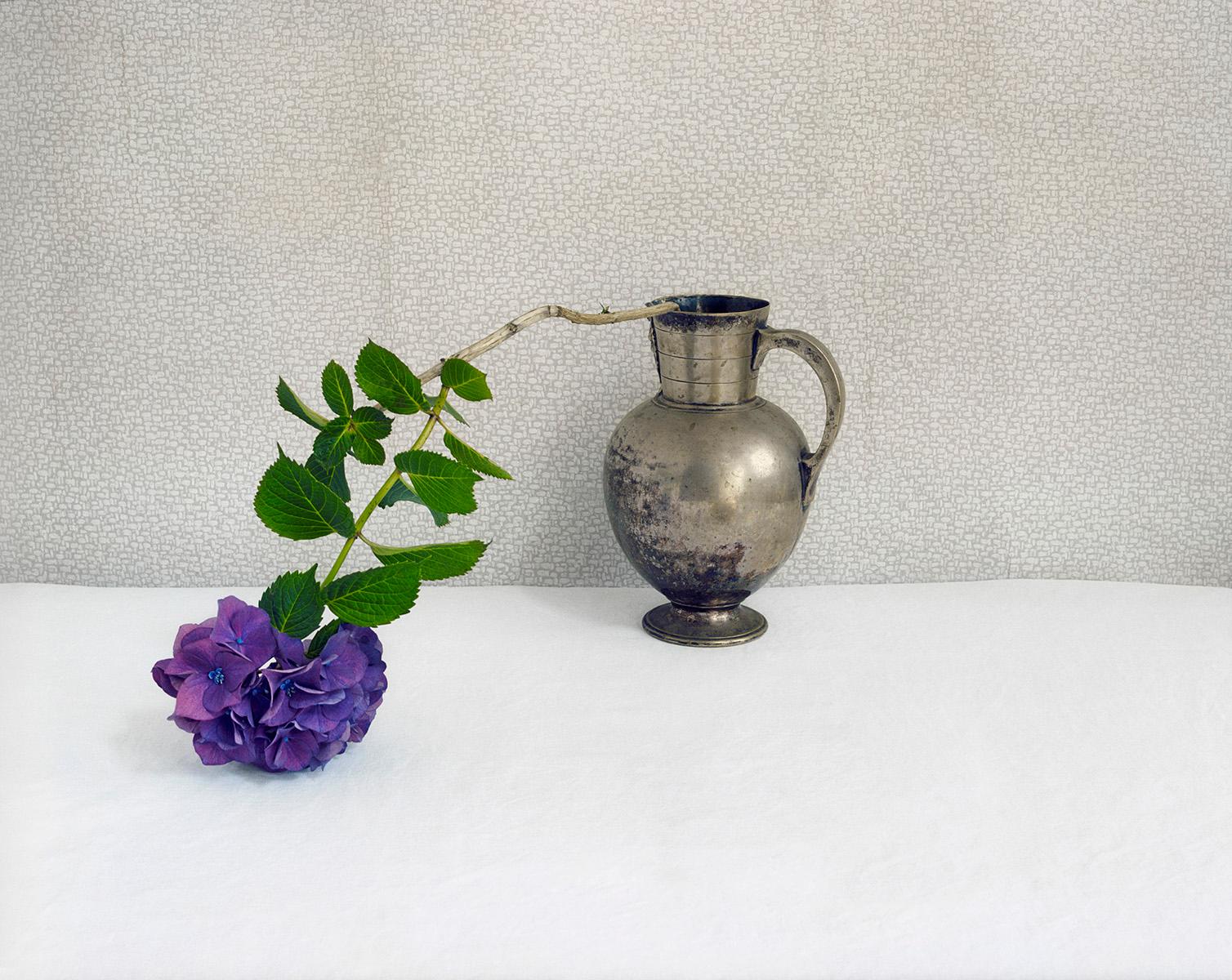 David Halliday Still-Life Photograph – Lila Hydrangea ( zeitgenössische Stilllebenfotografie einer Blume in Silbervase)