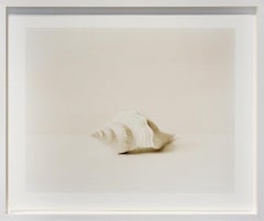 Concha (Fotografía de naturaleza muerta en blanco y negro de una concha blanca, enmarcada)