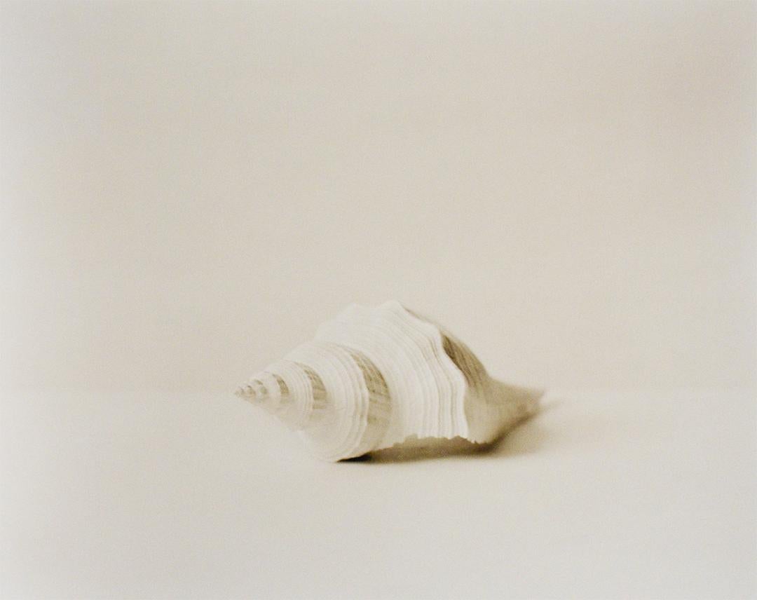 Coquillage (Photographie de nature morte en noir et blanc d'une coquille blanche, encadrée)
