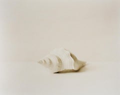 Shell (Black & White Still Life Photograph of a White Shell, Framed)